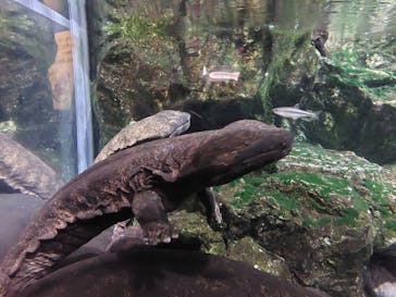 京都水族館に投稿された画像（2023/11/4）