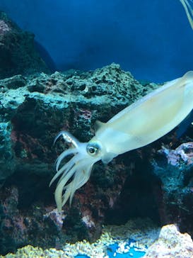 サンシャイン水族館に投稿された画像（2023/11/4）