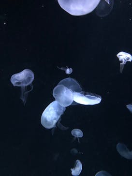 サンシャイン水族館に投稿された画像（2023/11/4）