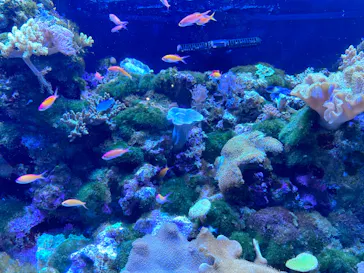 マクセル アクアパーク品川に投稿された画像（2023/11/5）