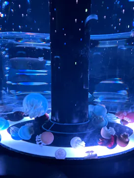 マクセル アクアパーク品川に投稿された画像（2023/11/5）