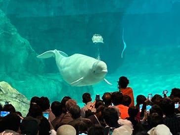 名古屋港水族館に投稿された画像（2023/11/5）
