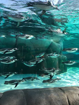 天王寺動物園に投稿された画像（2023/11/5）