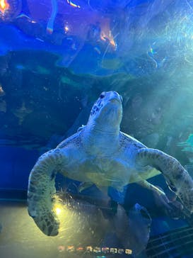 しながわ水族館に投稿された画像（2023/11/5）