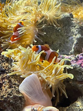 しながわ水族館に投稿された画像（2023/11/5）