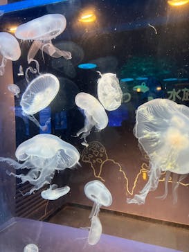 しながわ水族館に投稿された画像（2023/11/5）