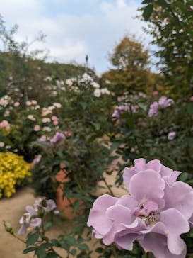 横浜イングリッシュガーデンに投稿された画像（2023/11/5）