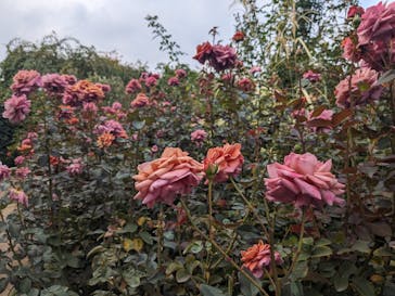 横浜イングリッシュガーデンに投稿された画像（2023/11/5）