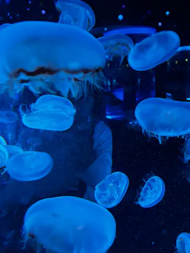 マクセル アクアパーク品川に投稿された画像（2023/11/5）