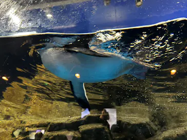 マクセル アクアパーク品川に投稿された画像（2023/11/5）