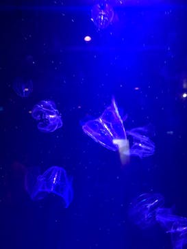 沖縄美ら海水族館に投稿された画像（2023/11/5）