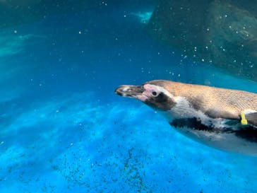 アクアワールド茨城県大洗水族館に投稿された画像（2023/11/5）