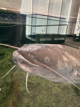 アクアワールド茨城県大洗水族館に投稿された画像（2023/11/5）