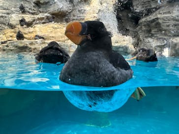 アクアワールド茨城県大洗水族館に投稿された画像（2023/11/5）