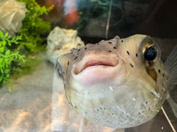 アクアワールド茨城県大洗水族館に投稿された画像（2023/11/5）