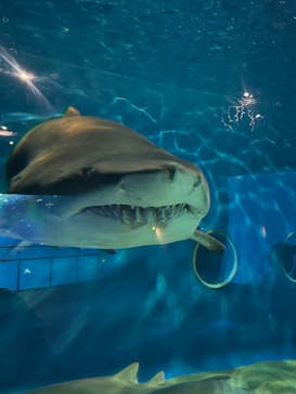 アクアワールド茨城県大洗水族館に投稿された画像（2023/11/5）