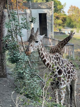 名古屋市東山動植物園に投稿された画像（2023/11/5）