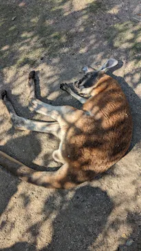 神戸どうぶつ王国に投稿された画像（2023/11/5）