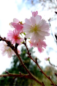 いばらきフラワーパークに投稿された画像（2023/11/5）