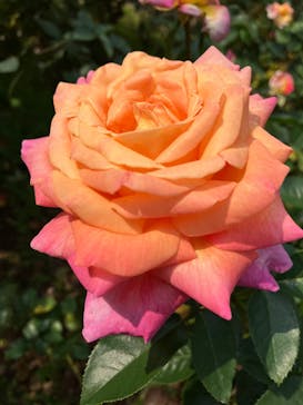 いばらきフラワーパークに投稿された画像（2023/11/5）