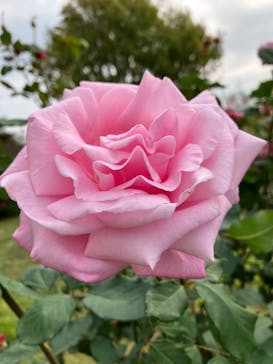 いばらきフラワーパークに投稿された画像（2023/11/5）