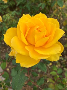 いばらきフラワーパークに投稿された画像（2023/11/5）