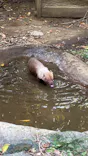 よこはま動物園ズーラシアに投稿された画像（2023/11/5）
