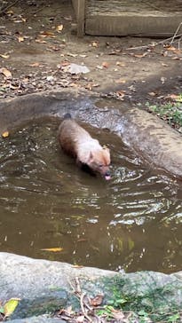 よこはま動物園ズーラシアに投稿された画像（2023/11/5）