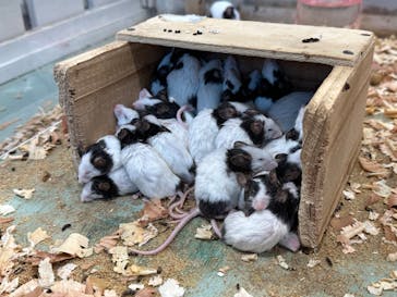 アニタッチみなとみらいに投稿された画像（2023/11/5）