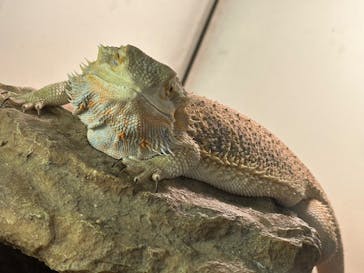 アニタッチみなとみらいに投稿された画像（2023/11/5）