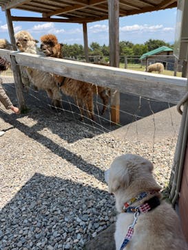那須どうぶつ王国に投稿された画像（2023/11/5）