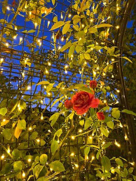 いばらきフラワーパークに投稿された画像（2023/11/2）