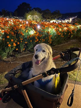 いばらきフラワーパークに投稿された画像（2023/11/2）