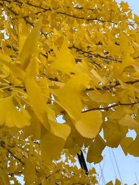 AOAO SAPPOROに投稿された画像（2023/11/5）