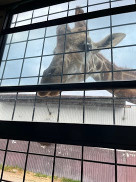 那須サファリパークに投稿された画像（2023/11/5）