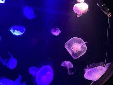 マリンワールド海の中道に投稿された画像（2023/11/5）