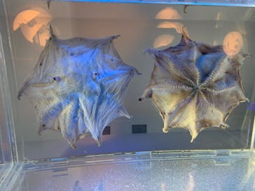 名古屋港水族館に投稿された画像（2023/11/5）