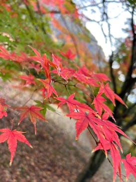 碓氷峠鉄道文化むらに投稿された画像（2023/11/5）