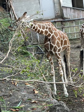 名古屋市東山動植物園に投稿された画像（2023/11/5）