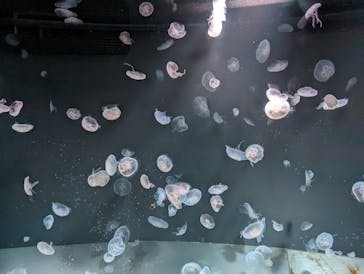 サンシャイン水族館に投稿された画像（2023/11/5）