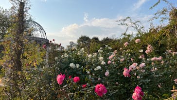 京成バラ園に投稿された画像（2023/11/5）