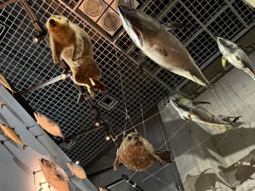 国立科学博物館に投稿された画像（2023/11/5）