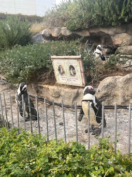 サンシャイン水族館に投稿された画像（2023/11/5）