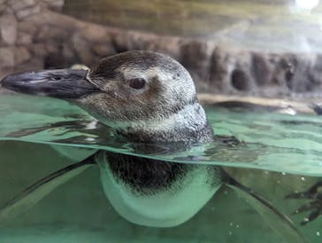しながわ水族館に投稿された画像（2023/11/5）