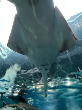 マクセル アクアパーク品川に投稿された画像（2023/11/5）