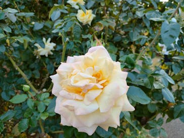 京成バラ園に投稿された画像（2023/11/5）