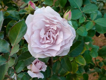 京成バラ園に投稿された画像（2023/11/5）