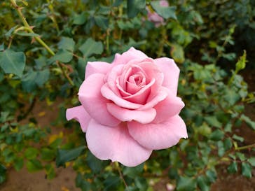 京成バラ園に投稿された画像（2023/11/5）