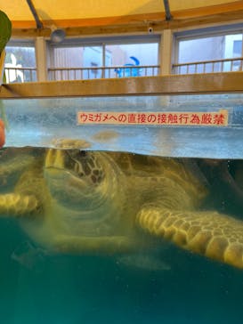 越前松島水族館に投稿された画像（2023/11/5）