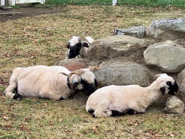 那須どうぶつ王国に投稿された画像（2023/11/5）